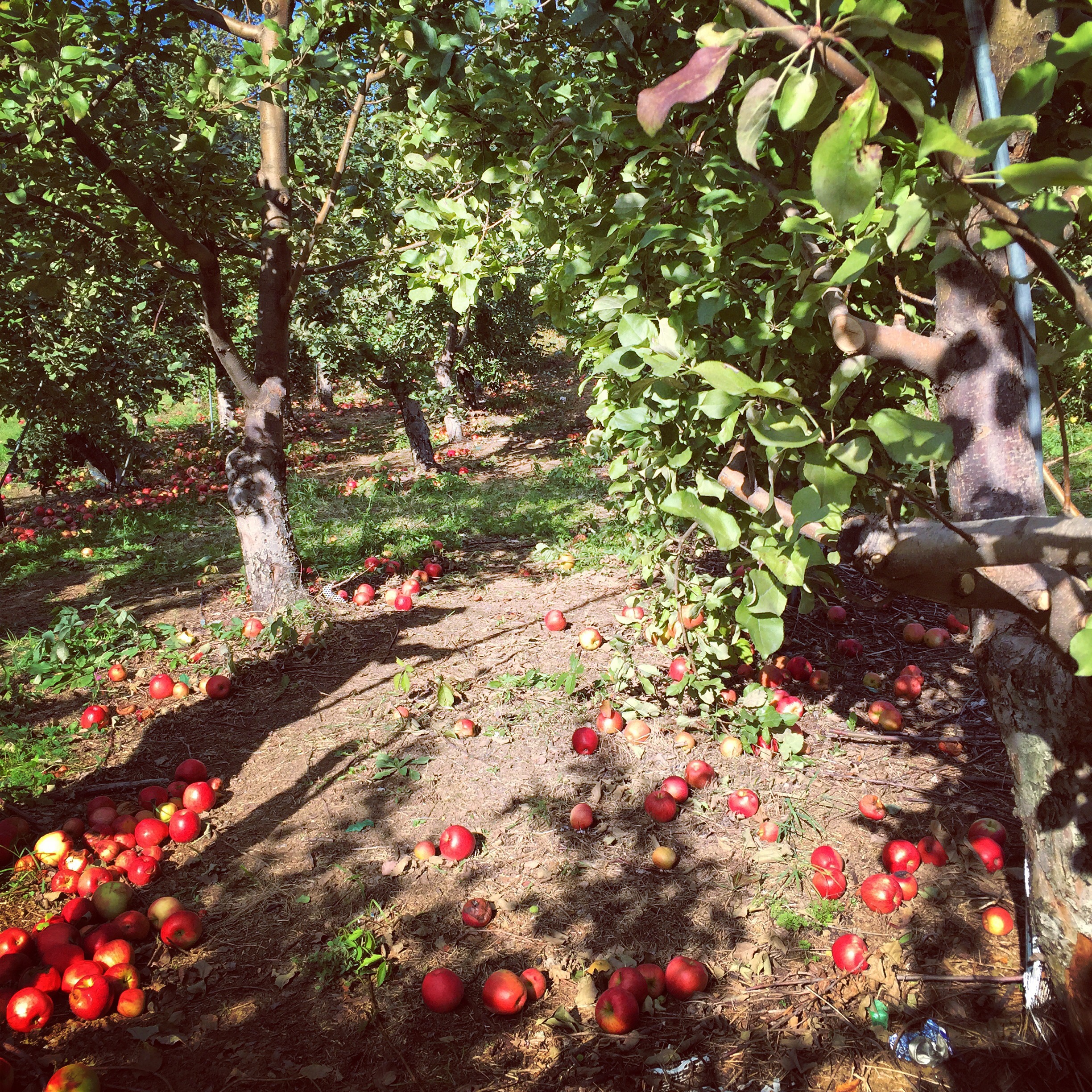 Ricker Hill Orchards, Turner, Maine